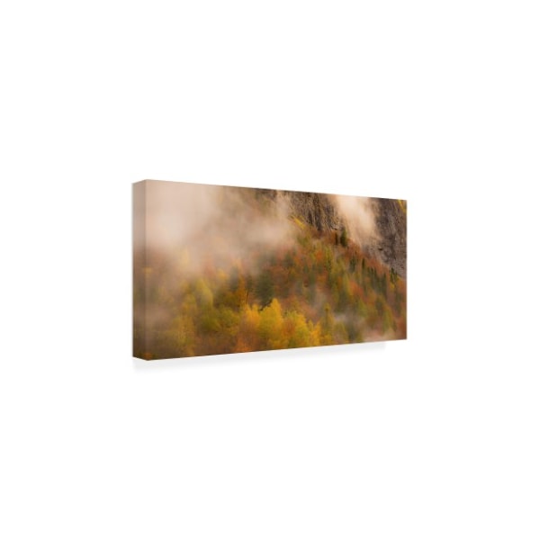 Dan Ballard 'Foliage Fog' Canvas Art,12x24